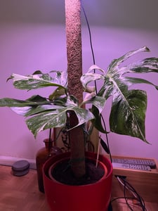 Monstera Deliciosa Variegata, wysokość 40-50 cm | Rzadka, pstrokatowa roślina doniczkowa | Rzadkość | Egzotyczna roślina z rodziny aroniowatych Zdjęcie produktu od klienta nr 8