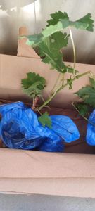 Vitis vinifera Chardonnay - 3er Set - Weinrebe - Topf 9cm - Höhe 25-40cm Kunden-Foto 1