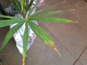 Seltene Trachycarpus Wagnerianus Hanfpalme bis 120 cm Höhe Frosthart bis -19 Grad Kunden-Foto 22
