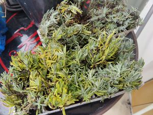 6 Pflanzen Lavandula angustifolia Staude Lavendel Kunden-Foto 2