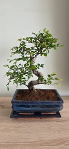 Bonsai Baum mit Keramik Blumentopf - Ligustrum, Ficus, Carmona, Podocarpus, Chinese elm - ca. 6-9 Jahre (20cm Schale ca. 8 Jahre, Chinese elm P20 S) Kunden-Foto 7