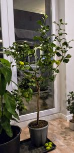 Citrus limon lunario 100-130 cm - Echter Zitronenbaum - Vier-Jahreszeiten-Zitrone Kunden-Foto 1