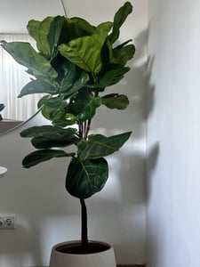Ficus lyrata | Geigenfeige | Feigenbaum | 125 - 155 cm | Geigenblatt-Ficus | Feige | Stamm | Kunden-Foto 1