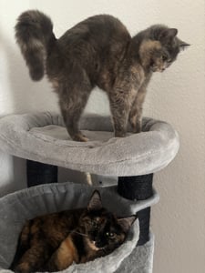 FEANDREA Kratzbaum 186 cm, Katzenbaum für große katzen, 13 dicken Säulen (11 cm d), stabil, Kippschutz, Tintenschwarz Kunden-Foto 23
