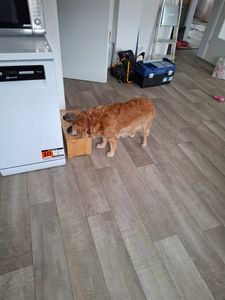 lionto Hundefutterstation, stilvolle Bambus-Futterbar mit rutschfesten Füßen & 2 Edelstahlnäpfen, 44x20x19 cm Kunden-Foto 1