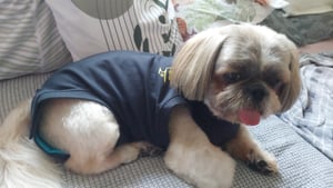MPS  Medical Pet Shirt für Hunde, Option:Größe L Kunden-Foto 2