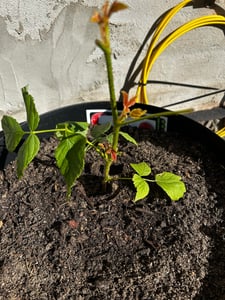 Lampone 'Ottawa' Lampone autunnale 30-35 cm – Rubus idaeus P9 Vaso, bacche dolci e abbondanti, resistente al freddo, pianta da giardino robusta Foto del cliente 1