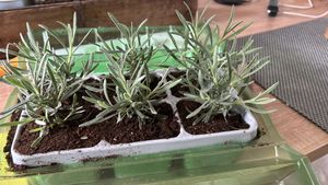 Blauer Duft-Lavendel 48 Lavendel Pflanze angustifolia - Lavendelpflanzen winterhart - echter lavendel - Gartenpflanzen -    48 x Ø7 cm - 15 cm Kunden-Foto 10