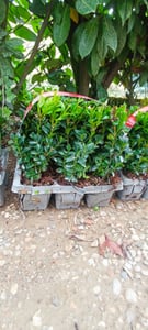 1 rastlina zimostráz 20-25 cm ker Buxus sempervirens Fotografia od zákazníka č. 3