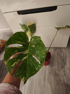 Dehner Fensterblatt Thai Constellation, Monstera deliciosa, Rarität, mit panaschierten Blättern, ca. 15 cm, Ø Topf 12 cm, Zimmerpflanze Kunden-Foto 1