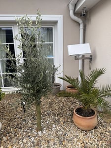 Olivenbaum Olive "Angebot" 150 - 180 cm, beste Qualität, winterhart, Olea Europaea Kunden-Foto 26