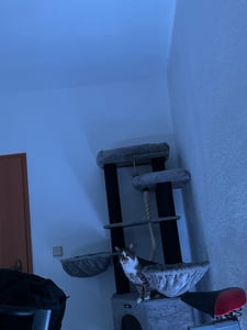 FEANDREA Kratzbaum 186 cm, Katzenbaum für große katzen, 13 dicken Säulen (11 cm d), stabil, Kippschutz, Tintenschwarz Kunden-Foto 18