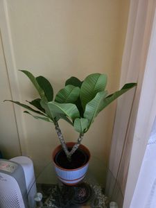Frangipanier - Plumeria rubra 'Hawaii' - Hauteur 45-55cm - ⌀17cm Photo du client 2
