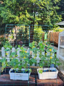2er Set Rankgitter, Rankhilfe aus Metall, Gartenspalier Verformbar & Klappbar, Gurkenspalier mit Kabelbinder Clips Bodenpfaehlen, Gitterspalier für Kletterpflanzen, 122 x 86 cm Kunden-Foto 1
