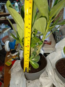 Adenium obesum rouge - Rose du désert - pot 10,5cm - hauteur 25-40cm Plantes d'intérieur Photo du client 7