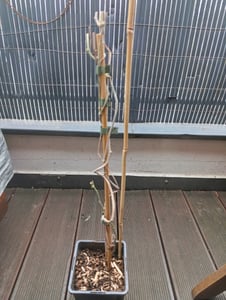 Pfeifenwinde/Pfeifenblume (Aristolochia macrophylla (durior)) - Kletterpflanze - Mehrjährig und Winterhart - Gelb/Grün | 1,5 Liter Topf Kunden-Foto 2