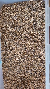 Gelbsenf 25 kg ganze Körner weißer Senf ganz Bienenfreundlicher Gründünger gelb natürlich ohne Zusätze Kunden-Foto 1