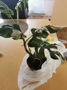 Monstera Deliciosa Variegata, wysokość 40-50 cm | Rzadka, pstrokatowa roślina doniczkowa | Rzadkość | Egzotyczna roślina z rodziny aroniowatych Zdjęcie produktu od klienta nr 12