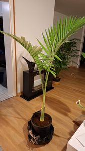 Palma Alexandrová 160–200 cm (Archontophoenix alexandrae) – kráľovská palma, veľká izbová palma, exotická izbová palma do zimnej záhrady Fotografia od zákazníka č. 1