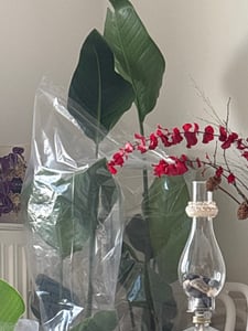 Bloomique - Strelitzia Nicolai - Roślina rajskiego ptaka - Kwiat rajskiego ptaka - Rośliny doniczkowe - Oczyszczające powietrze - Łatwe w utrzymaniu - Wysokość 70-80 cm - Doniczka 17 cm Zdjęcie produktu od klienta nr 1