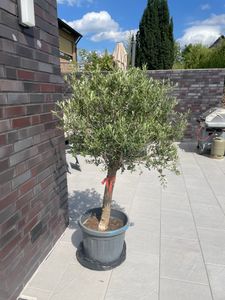 Olivenbaum Olive "Angebot" 150 - 180 cm, beste Qualität, winterhart, Olea Europaea Kunden-Foto 18