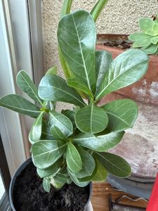 Adenium obesum Rosa- Wüstenrose - Topf 10,5cm - Höhe 25-40cm Zimmerpflanzen Kunden-Foto 7