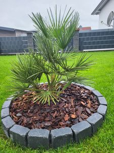 [Palmenlager] - XL Chamaerops humilis 100/120 cm - Stamm 20 cm - 27 cm Ø Topf / Zwergpalme / winterharte Palme -12°C Kunden-Foto 1