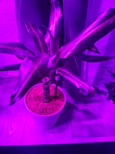 Gardlov 19388 LED Lampička na pestovanie rastlín so statívom, 80 LED, 4 panely 100W Fotografia od zákazníka č. 4