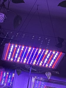 LED Pflanzenlampe Vollspektrum, Wachstumslampe 256 LEDs(rot,blau,UV,IR,kaltweiß), Pflanzenlicht Grow Lampe für Zimmerpflanzen Gewächshaus Blumen Kunden-Foto 1