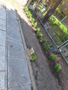 Plants by Frank | Haie de fusain vert 1 mètre linéaire | Euonymus japonicus 'Green Spire' | Haie persistante rustique | Arbustes persistants | Plantes de jardin Photo du client 1