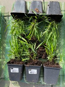 6 x Herbe des montagnes japonaises - Hakonechloa macra | Pot 9cm x 9cm Photo du client 2