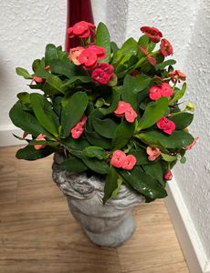 Euphorbe de Madagascar - Euphorbia 'Milii' - Hauteur 25-35cm - ⌀13cm Photo du client 1