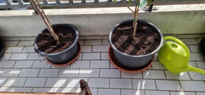Japanische Weinbeere 50–70 cm – winterharte Beerenpflanze im Topf, süße vitaminreiche Früchte, ideal für Garten & Balkon Kunden-Foto 3
