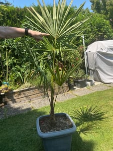 Trachycarpus fortunei Hanfpalme 140-160 cm Höhe Freilandzucht. Frosthart bis -18 Kunden-Foto 9