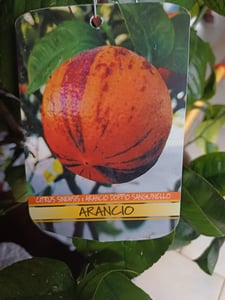 Satsuma Mandarine Citrus unshiu – winterharter Mandarinenbaum 70–100 cm inkl. Topf – Kübelpflanze, essbare Früchte Kunden-Foto 7