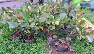 Green boutiQ - 16x Photinia fraseri Little Red Robin - Glanzmispel - Heckenpflanzen - Immergrün - Rot - Topf 9cm - Höhe 25-35cm Kunden-Foto 1