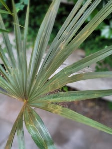 Seltene Trachycarpus Wagnerianus Hanfpalme bis 120 cm Höhe Frosthart bis -19 Grad Kunden-Foto 13
