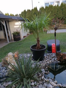 XXL Palme Stammhöhe 40-50 cm winterhart 160-180 cm Trachycarpus fortunei, Hanfpalme, Kunden-Foto 17