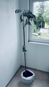 Seidenbaum / Schlafbaum -Hochstamm - Albizia julibrissin Ombrella - Höhe 150-160 cm - Stammhöhe 120 cm Kunden-Foto 1