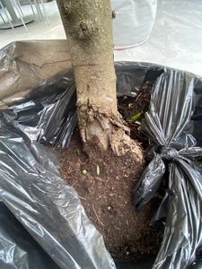 Olivenbaum Olive "20 Jahre" beste Qualität, Stammumfang 20 - 30 cm, winterhart, Olea Europaea Kunden-Foto 25