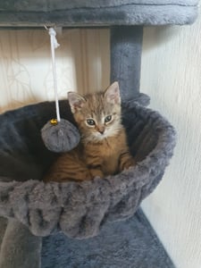 Feandrea Kratzbaum, Katzenbaum mit Kratzsäulen, Rampe, Katzenkratzbaum, 2 große Plattformen, Höhle und Korb, 85,8 cm hoch, dunkelgrau Kunden-Foto 1