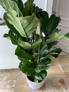 [Palmenlager] - XXL Ficus lyrata 3er Tuff - 150 cm - Geigenfeige // große Blätter //Zimmerpflanze Kunden-Foto 4
