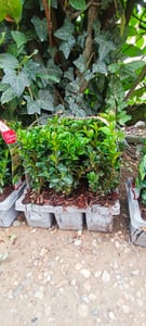 1 rastlina zimostráz 20-25 cm ker Buxus sempervirens Fotografia od zákazníka č. 4