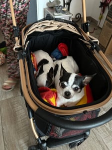 COMHOMA Hundebuggy klappbar bis 25KG, 360°schwenkbares EVA-Vorderrad und Hinterradbremsen, 4-in-1 Hundewagen, Faltbar Katzenwagen Gold Kunden-Foto 1