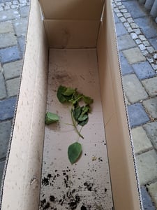 BALDUR Garten 1x Kugel-Trompetenbaum auf Stamm, Pflanze im 4 Liter-Topf, duftende Blätter, trockenresistent, winterhart, pflegeleicht, blühend, Catalpa bignonioides Kunden-Foto 2