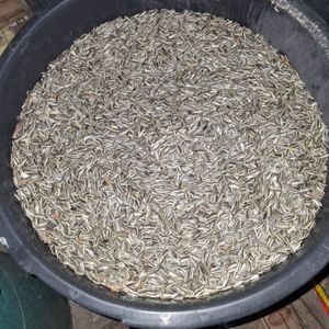 25 kg de graines de tournesol rayées Lyra Pet® Photo du client 1