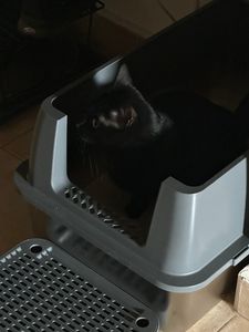 WISFOR Katzentoilette, Katzenklo, geschlossenen Toilette Doppeltür Design bis 15kg, Katzenklo mit Streuschaufel und Decke, Grau Kunden-Foto 1