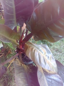 [Palmenlager] XXL Philodendron Imperial Red Beauty 90 cm - Baumfreund - / Zimmerpflanze Kunden-Foto 1