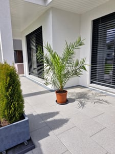 Palme XXL 180 cm Phoenix canariensis, kanarische Dattelpalme, winterhart Kunden-Foto 7