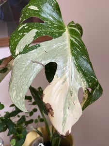 Monstera Deliciosa variegata, altezza 40-50 cm | Rara pianta da interno variegata | Rarità | Esotica pianta della famiglia delle Monstera Foto del cliente 16